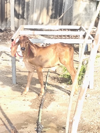 ગીર ગાય વેચવાની છે.