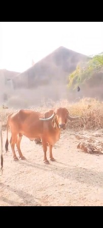 ગીર ગાય ના સાટા કરવા ના છે