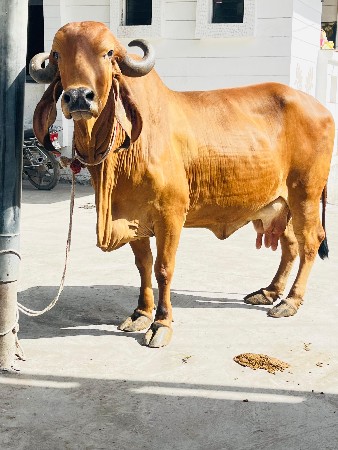 ઓરીજનલ કુંધી ગાય વેચવાની છે