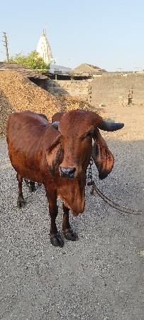 પરાગ સાવલિયા