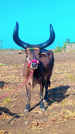 જાંબુ ભરત વેચવાનો છે મારવા વેચવાની