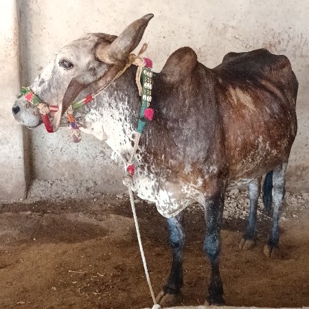 કાબરી