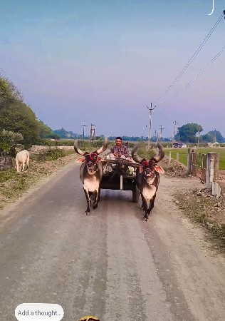 બળદ વેચવા ના છે
