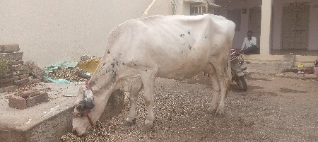 જરશી ગાય વેચવા ની છે