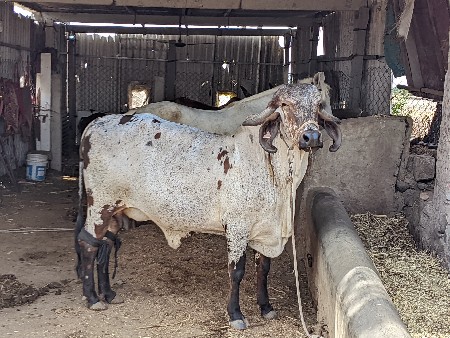 લીલડી ગાય વેચવાની છે