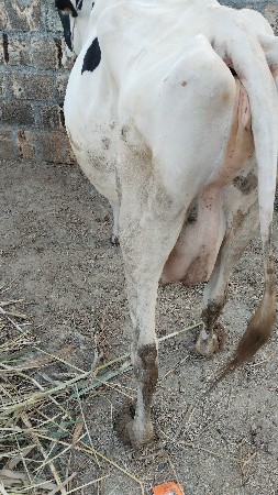 10 લીટર નીચે વાસળી