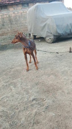 ડોબરમેન કુતરી ના સાટા કરવાનાછે