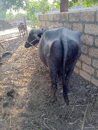 ભેશ વેચવાની છે