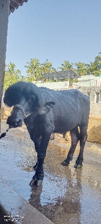 પાડો