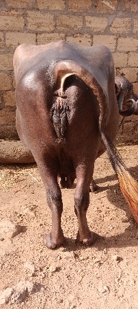 વેચવાની છે