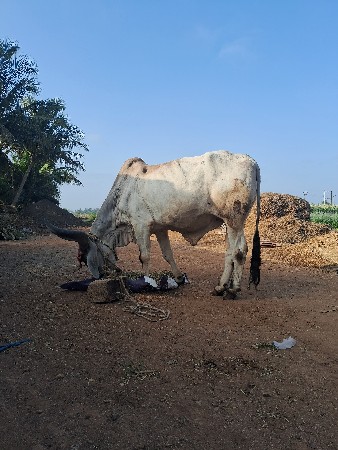 બળદ વેચવાનો છે