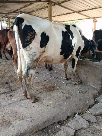 પૅલુ વૅતર વીયાણૅલ છે તન મયનાની