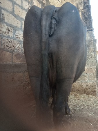 દેવાભાયસિલલ