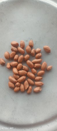 23 નંબર (સોરણ કિરણ )(દાણા )