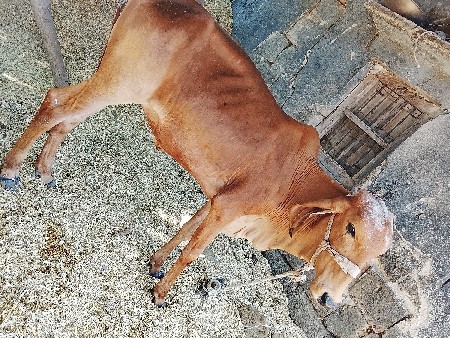 વેચવાની