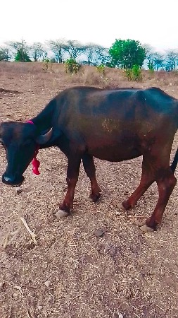 આ પાડી વેચવાની છે
