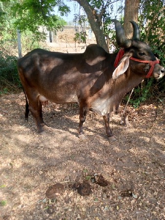 ગાય વેચવાની છે