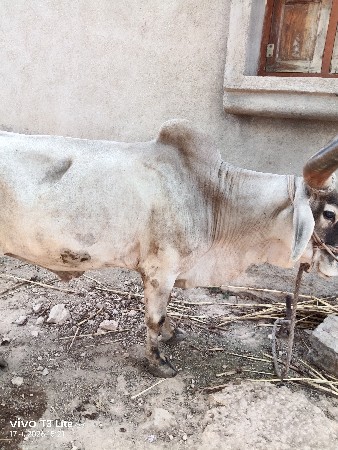 બળદ વેચવાનો છે
