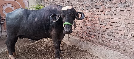આ ભેસ વેચવાની છે