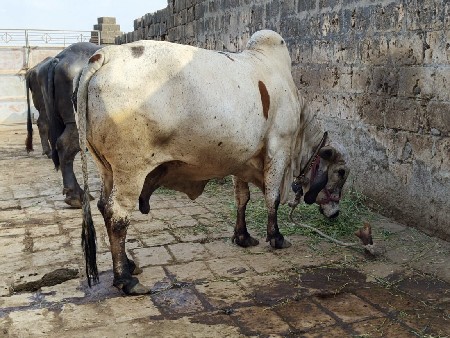 ગાય વેસવાની છે
