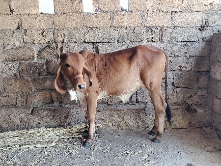 વાછળી વેચવાની છે
