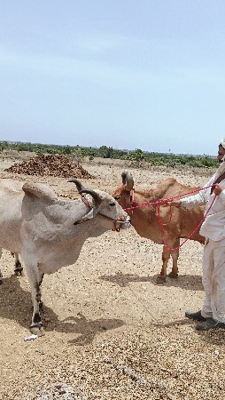 બળદ વેચવા ના છે સાવ સોજા છે
