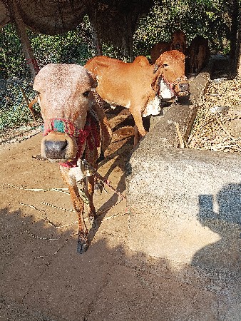 ઞીર વાછડીઓ