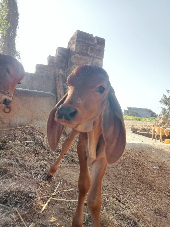 ઓરીજનલ ગીર ગાય