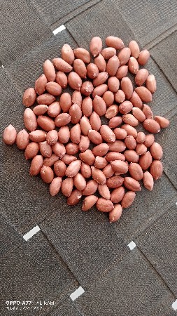 ગિરનાર 4 બિયારણ વેસવા નું છે