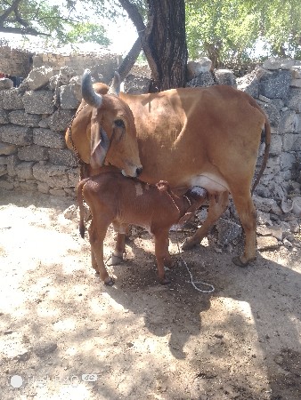 vechvani