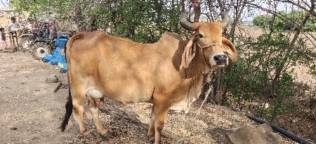 ગાય વેચવાની છે