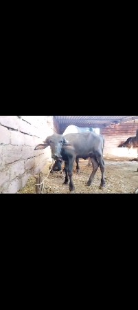 હિંમત 12000 બાર હજાર રાખે છે