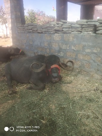 ભેસ  વેચવાની છે