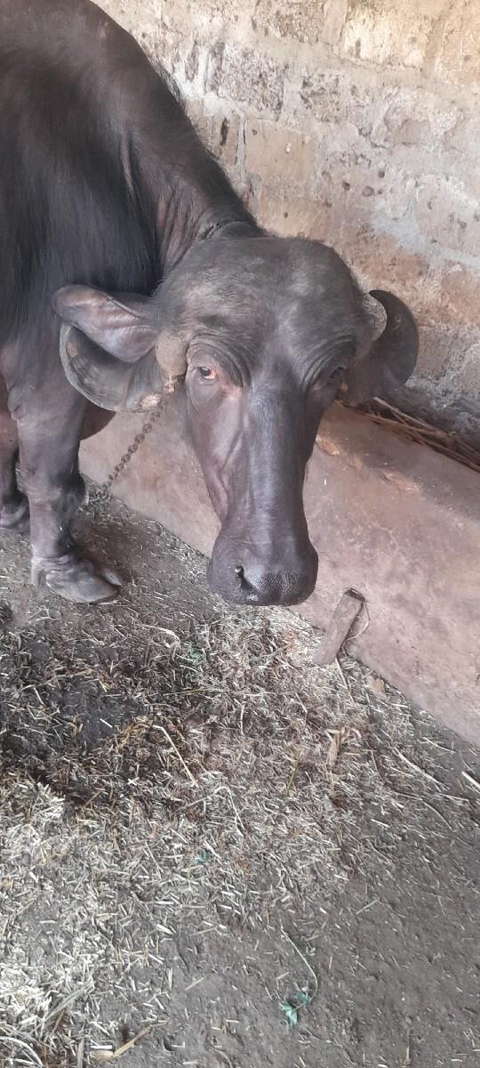 ભેસ વેશવાની છે