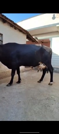 ગાય વેચવાની છે