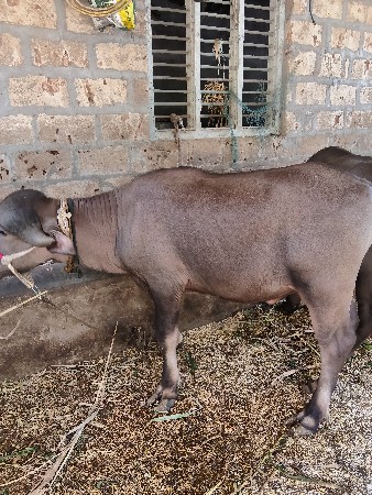 પાડા વેચવાના છે