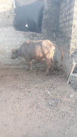 2 mhini var saaa