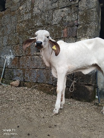 વેચાવ