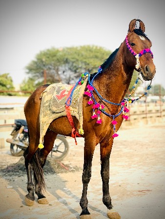 ઘોડા દેવા નો છે