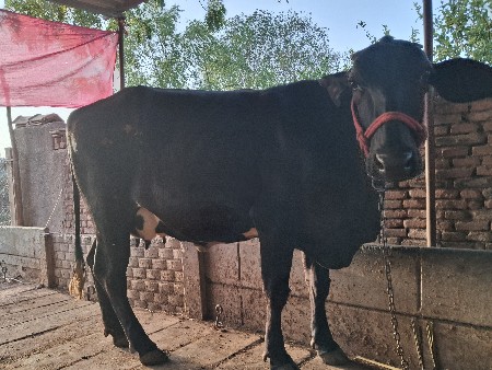 પેલુ વેતર