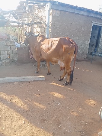 આ ગાય વેચવાની છે