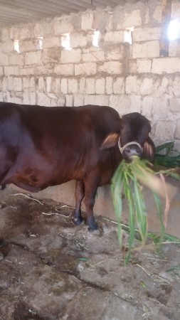 4 ભેંસ 5 ગાય 2 વાછડી