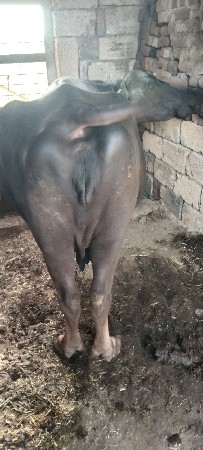 ભેંસ બીજું વેતર