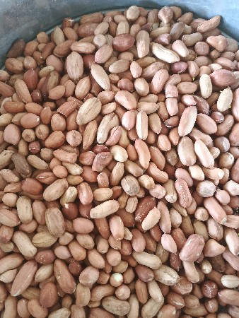 39 માંડવી ની બિયારણ વેચવાનું છે