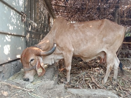 gay vechvani chhe