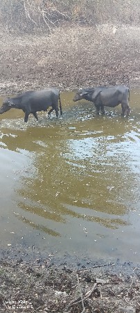 2 ખડેલા પાડા ખોવાય ગયા છે