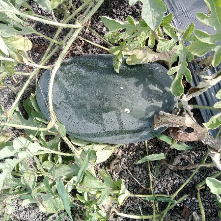 તરબૂચ તૈયાર છે