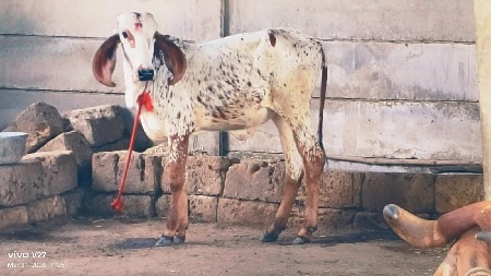 કાબરી..