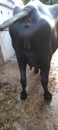 2 bheshu vechava ni che