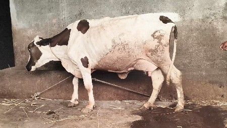 hf ગાય છે